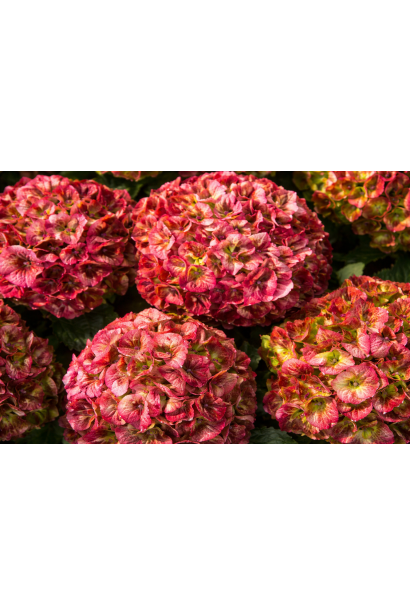 Hydrangea Rembrandt® Vibrant Verde